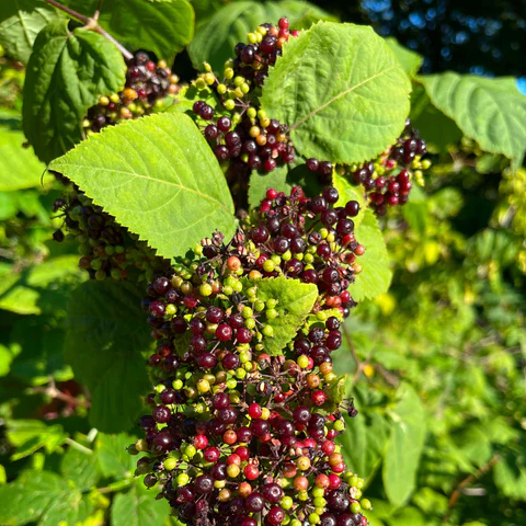 Aralie Ă grappes