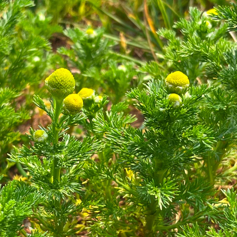 Matricaire odorante