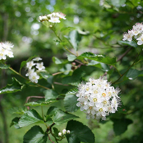 Physocarpe Ă feuilles d'obier