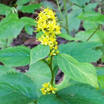 Verge d'or Ă tige zigzagante - Image 3