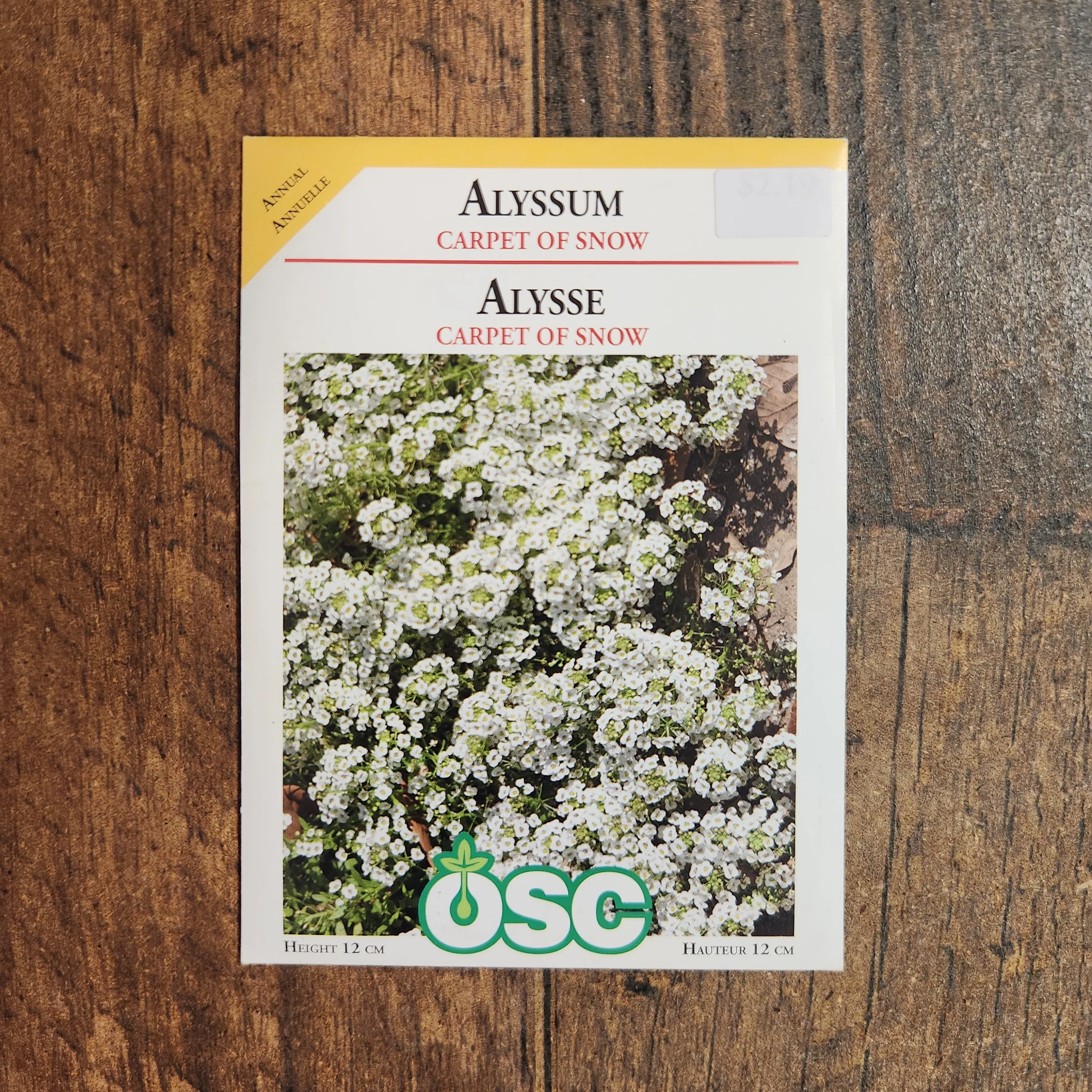 Alyssum 'Carpet of Snow' - Image 2