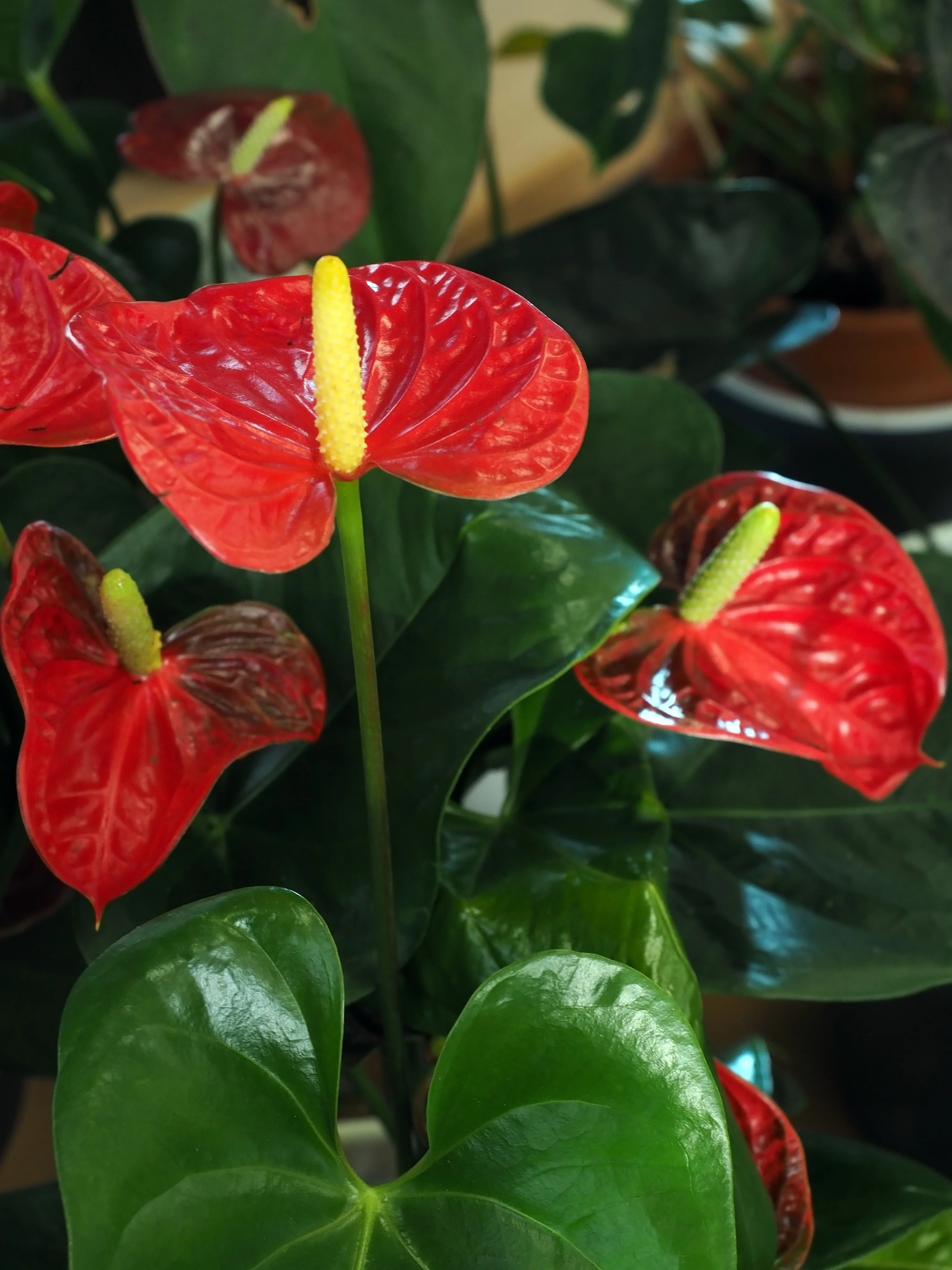 Anthurium andraeanum - Image 2
