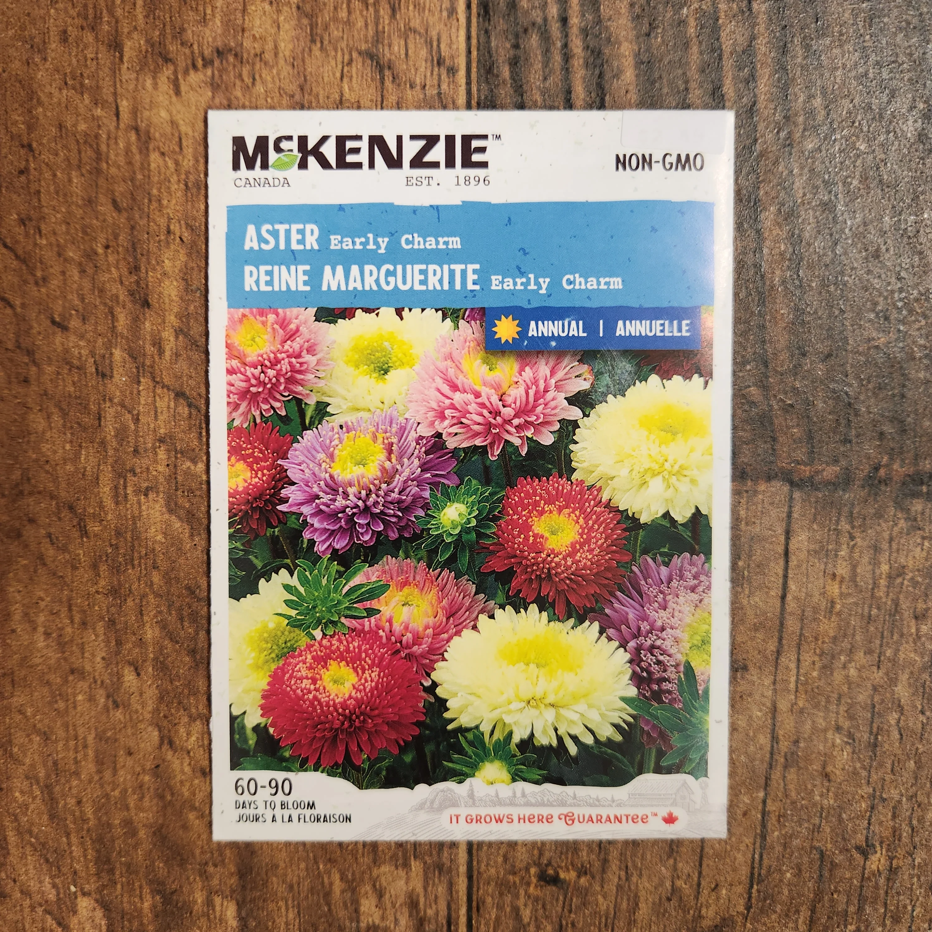 Aster 'Early Charm' - Image 2