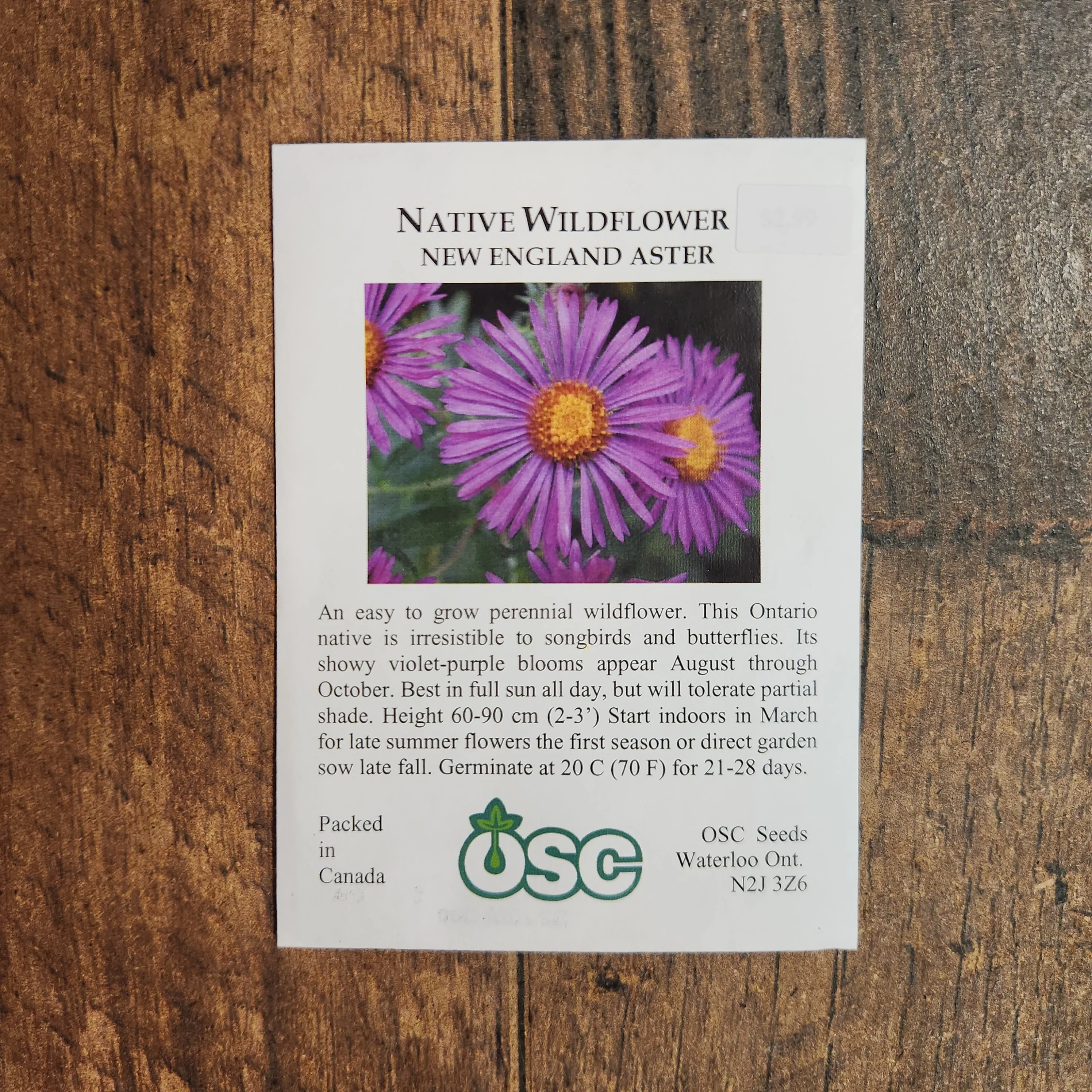 Aster de la Nouvelle-Angleterre - Image 2