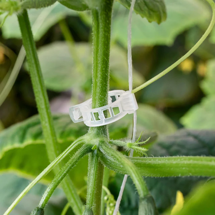 100 Attaches transparentes à tuteurage pour tomates - Image 2