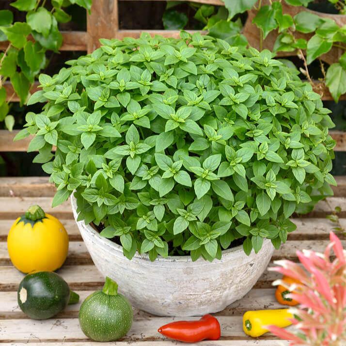 Basilic 'Spicy Globe'