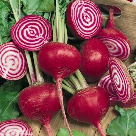Betterave 'Chioggia'