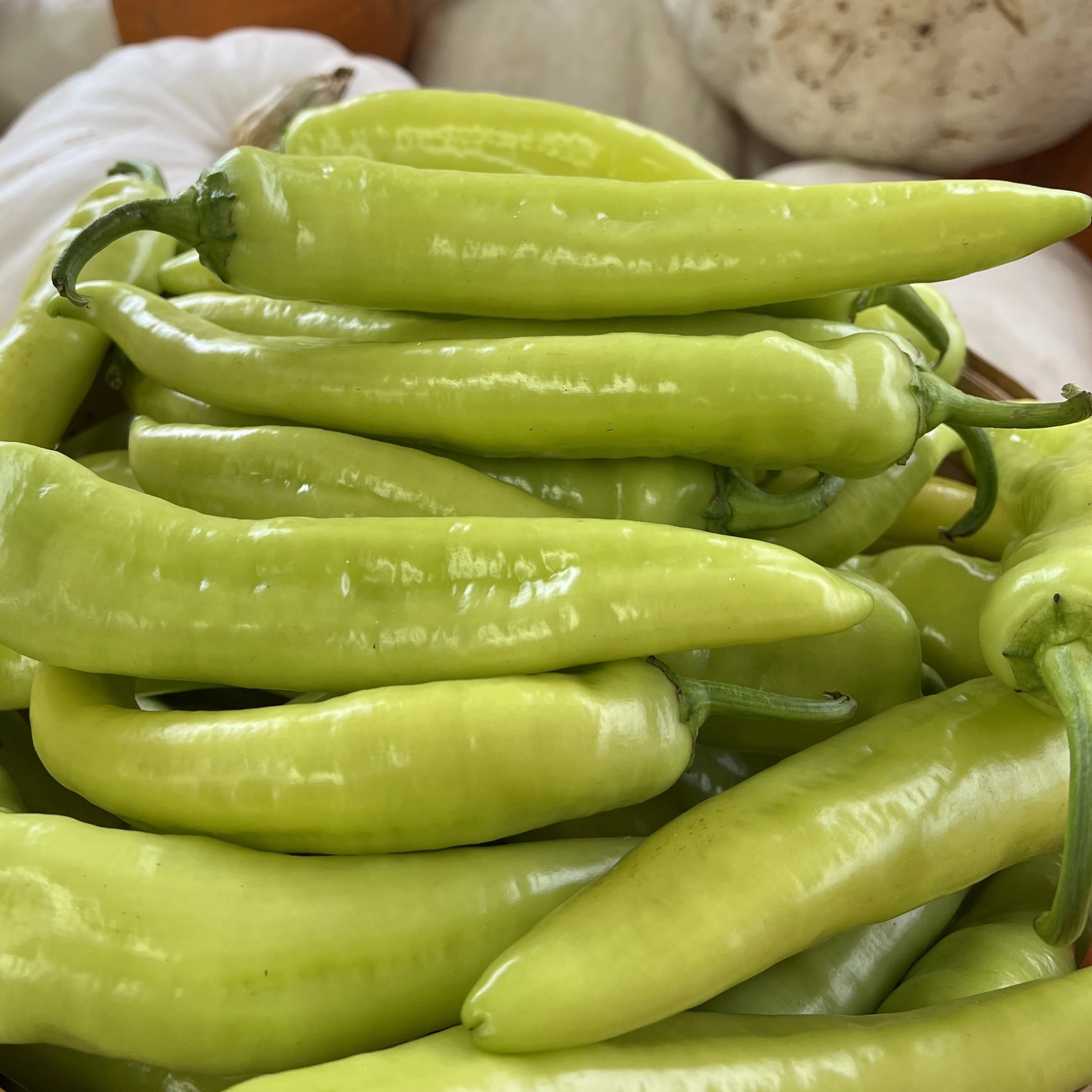 Piment fort 'Hongrois Hot Wax'