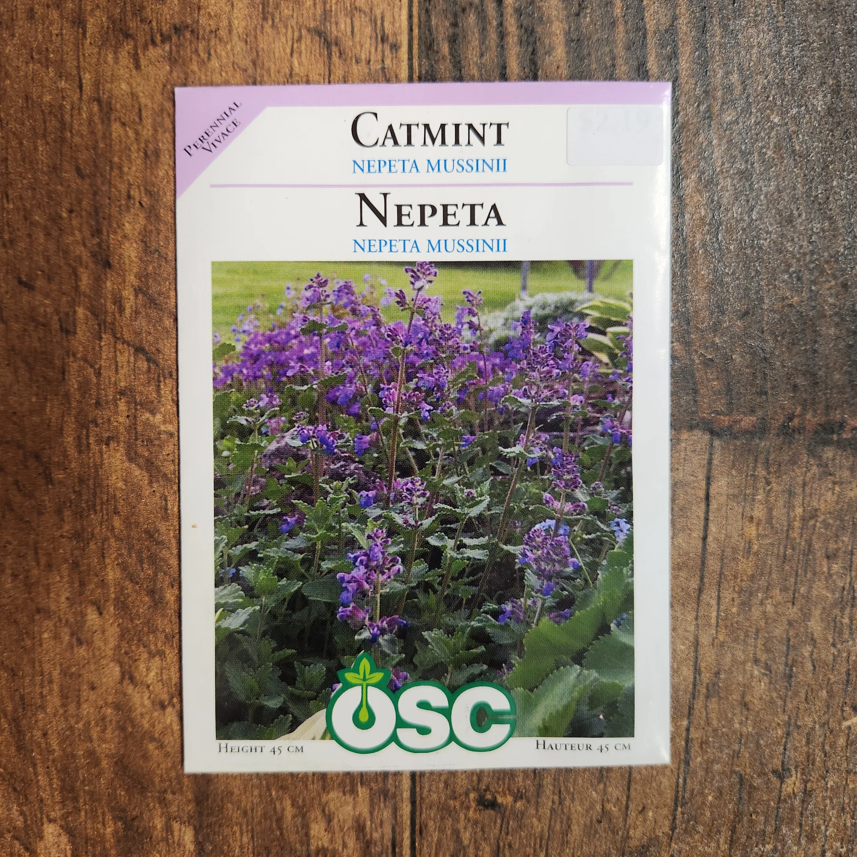 Cataire 'Nepeta Mussini' - Image 2
