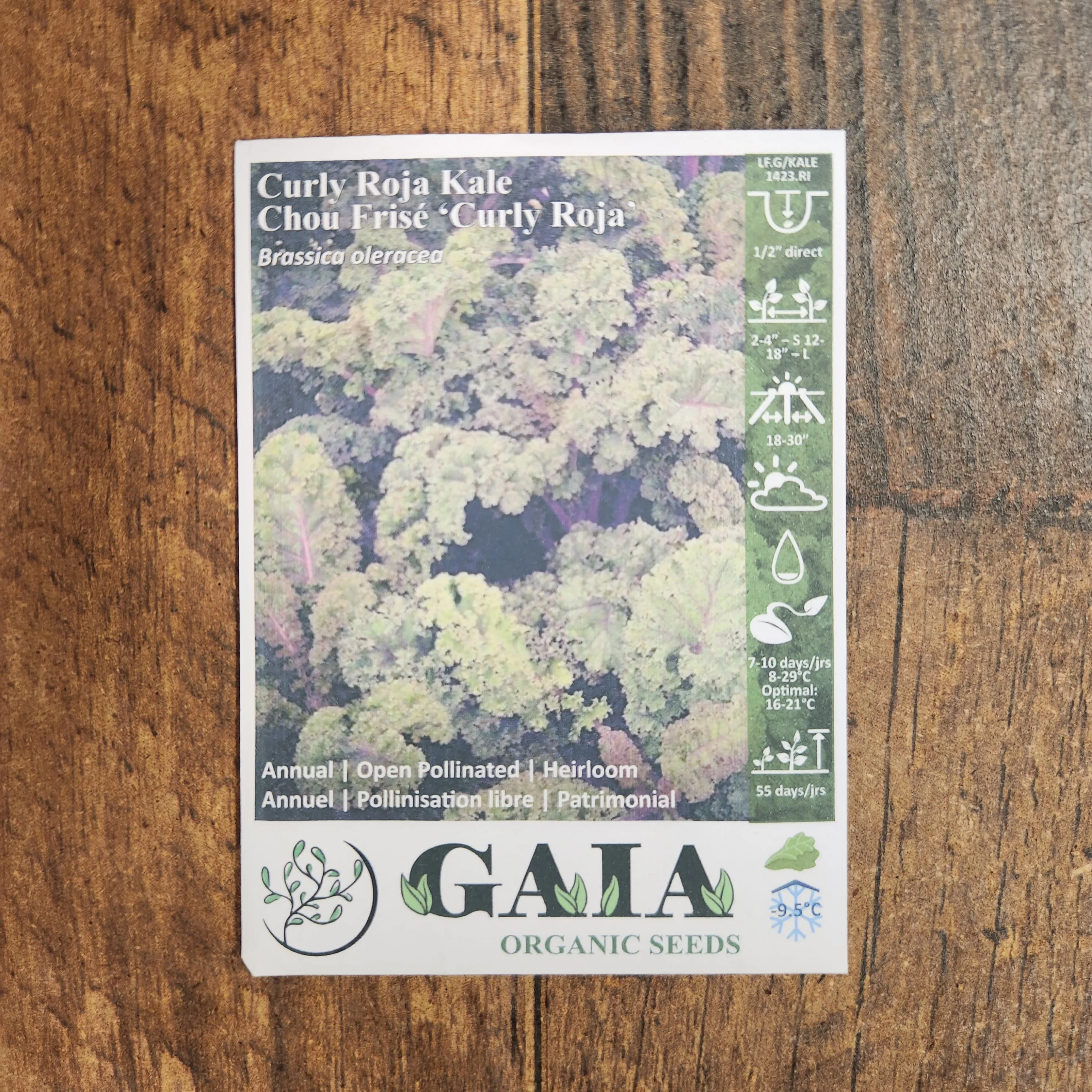 Chou frisé 'Curly Roja Kale' bio - Image 2
