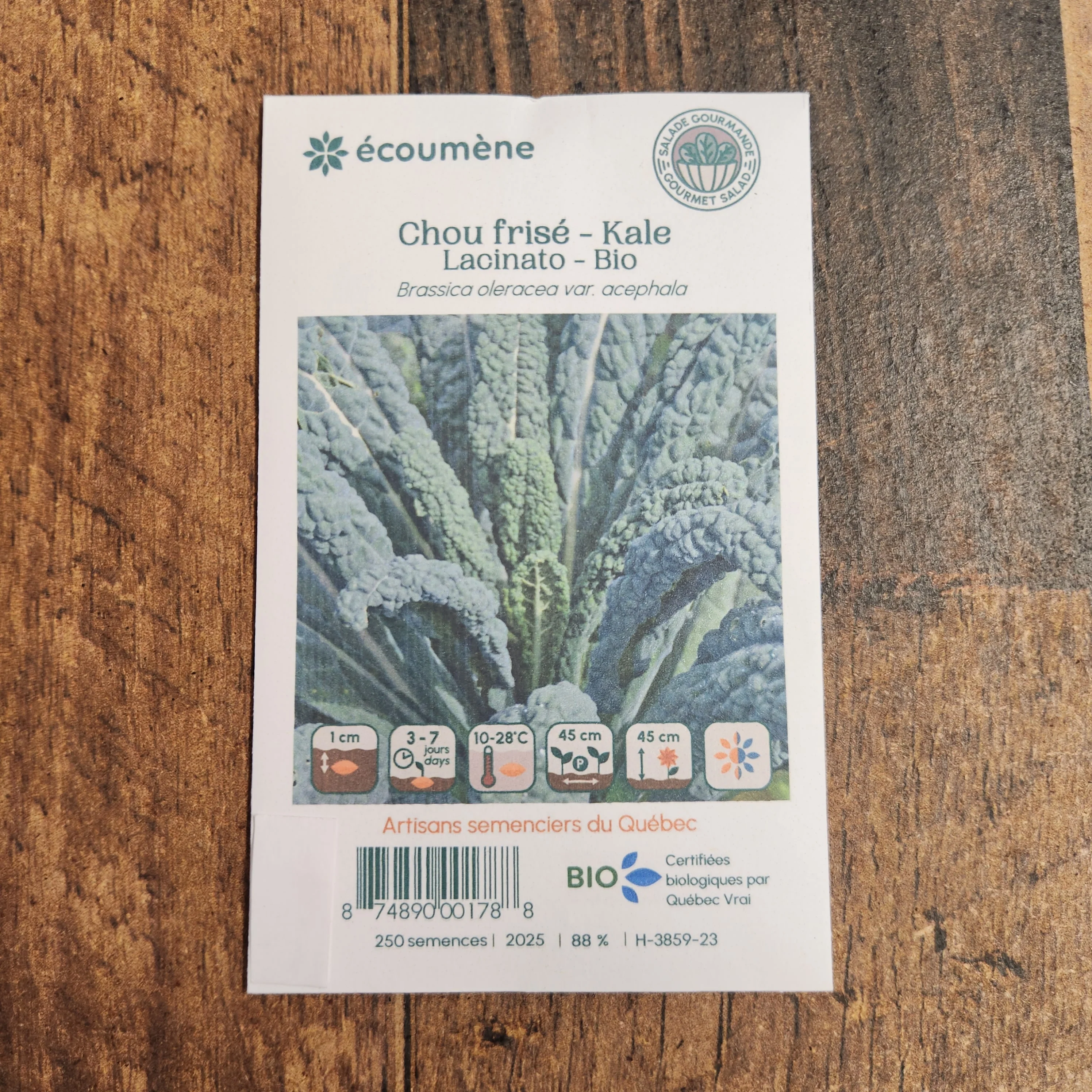 Chou frisé 'Lacinato' bio - Image 2