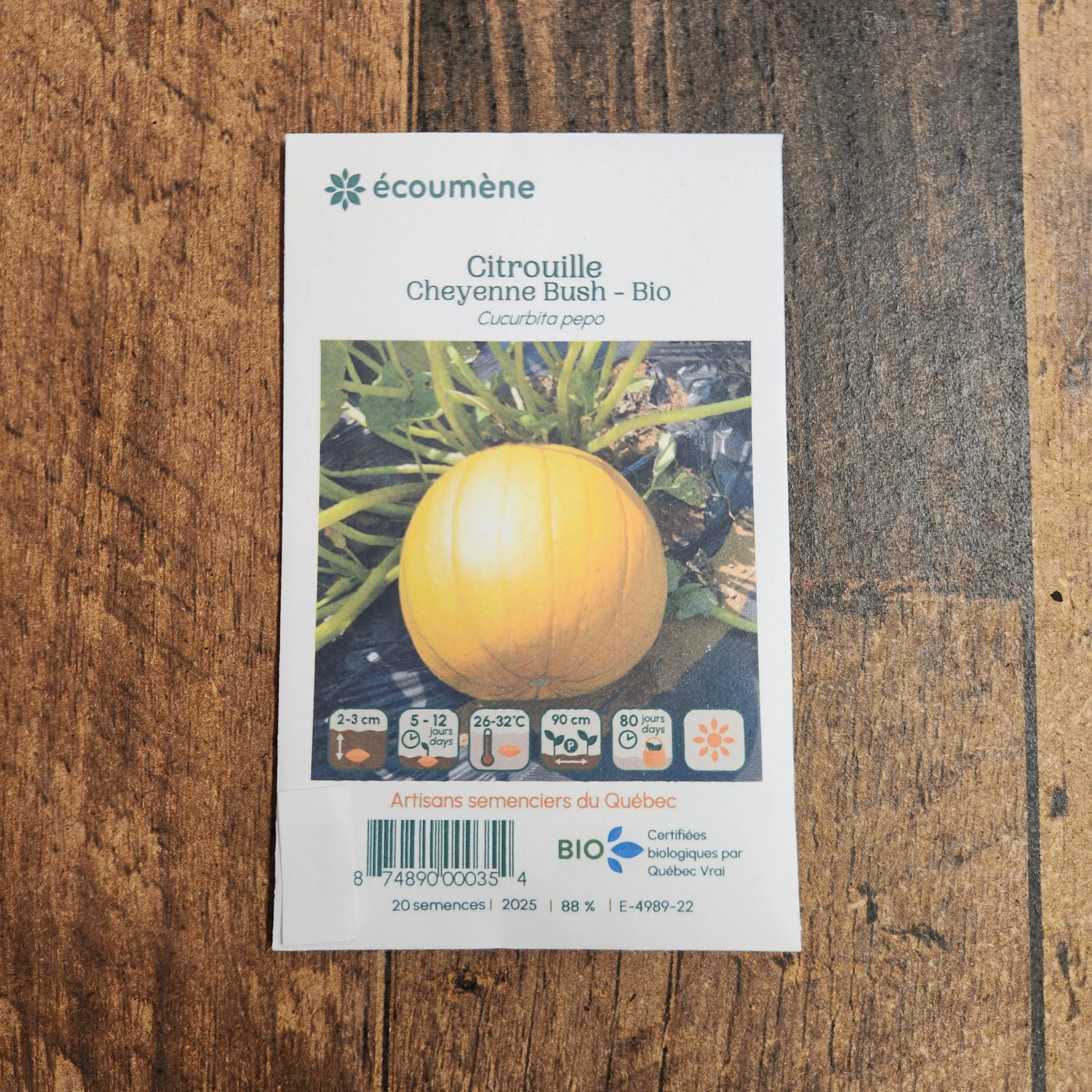 Citrouille 'Cheyenne Bush' bio - Image 2