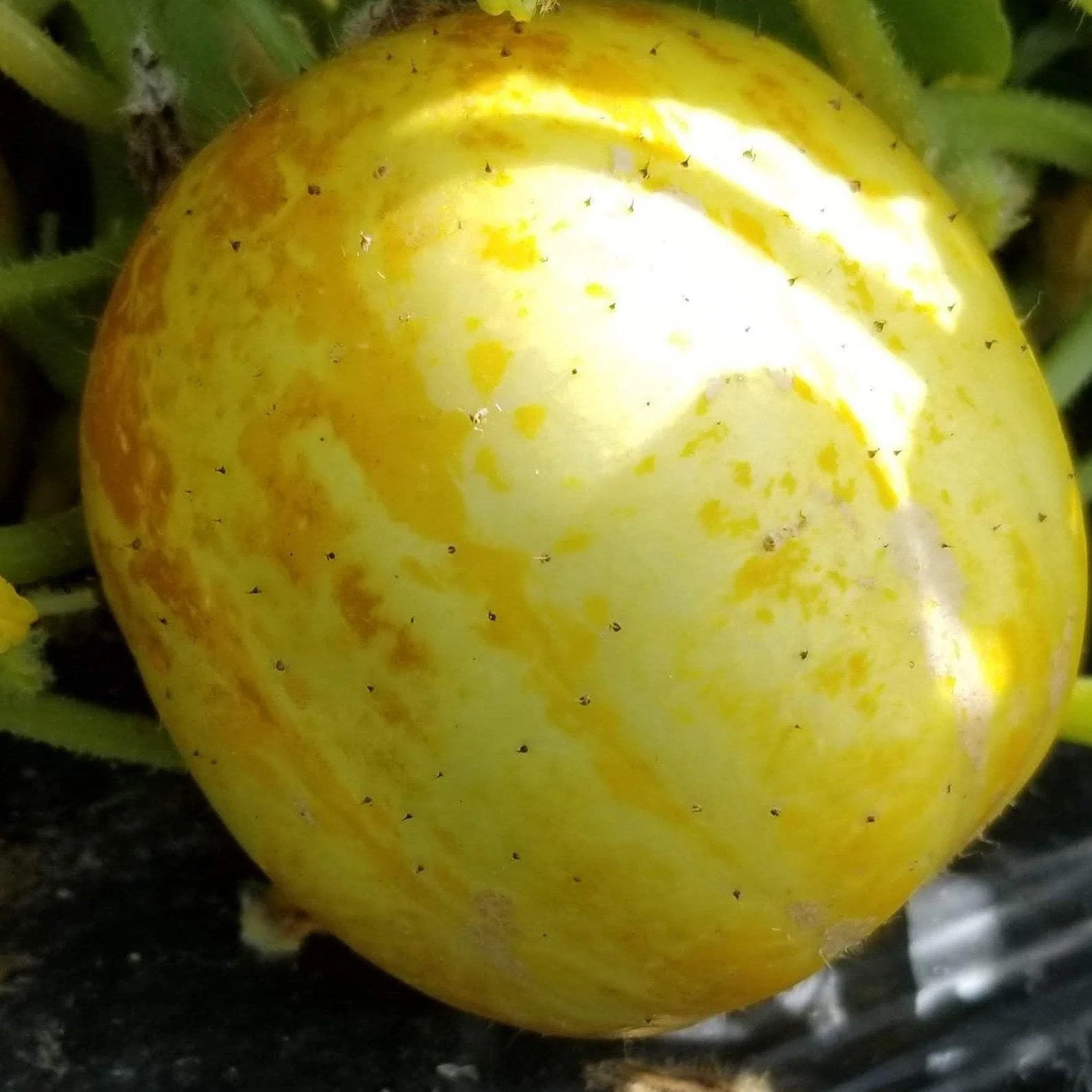Concombre 'Citron' bio