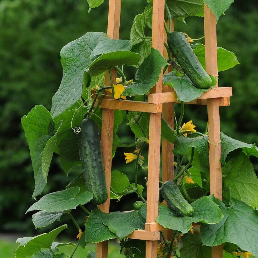 Concombre 'Patio Snacker'