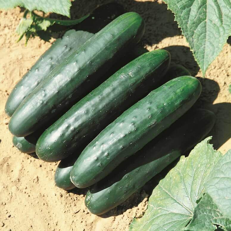 Concombre 'Raider Hybride'