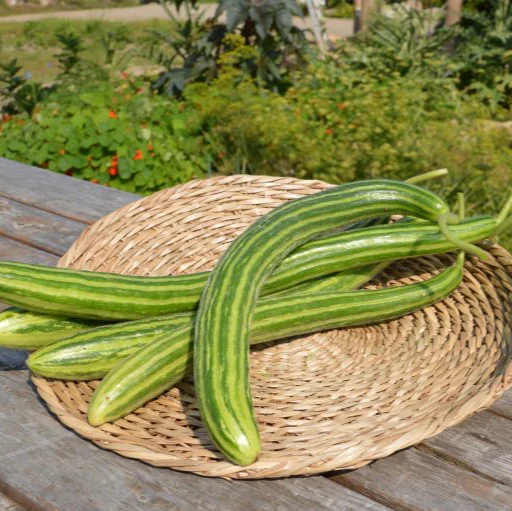 Concombre 'Serpent' bio