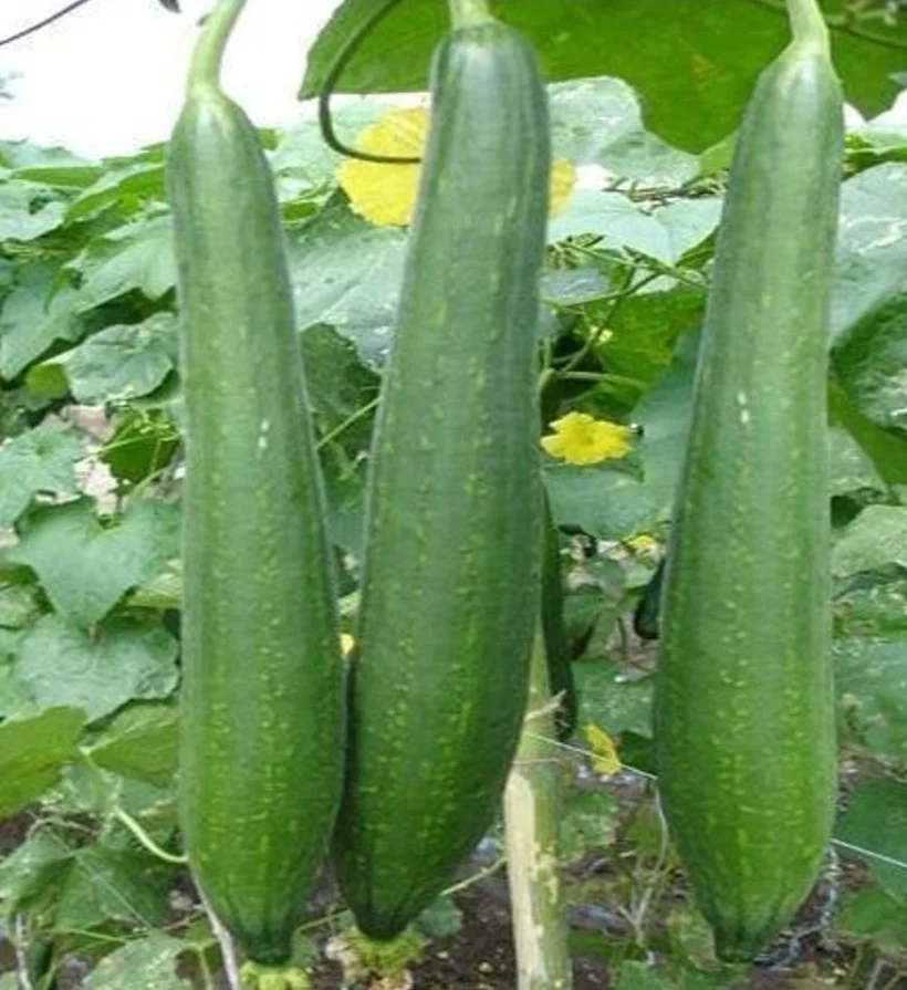 Courge éponge lisse 'Chikni Taroee' bio