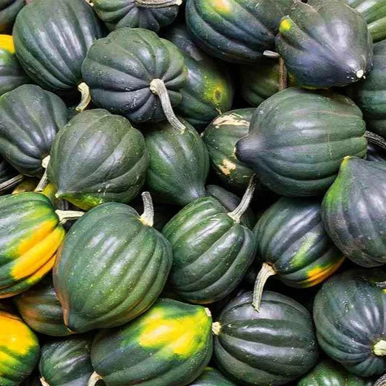 Courge poivrée 'Table Queen' bio