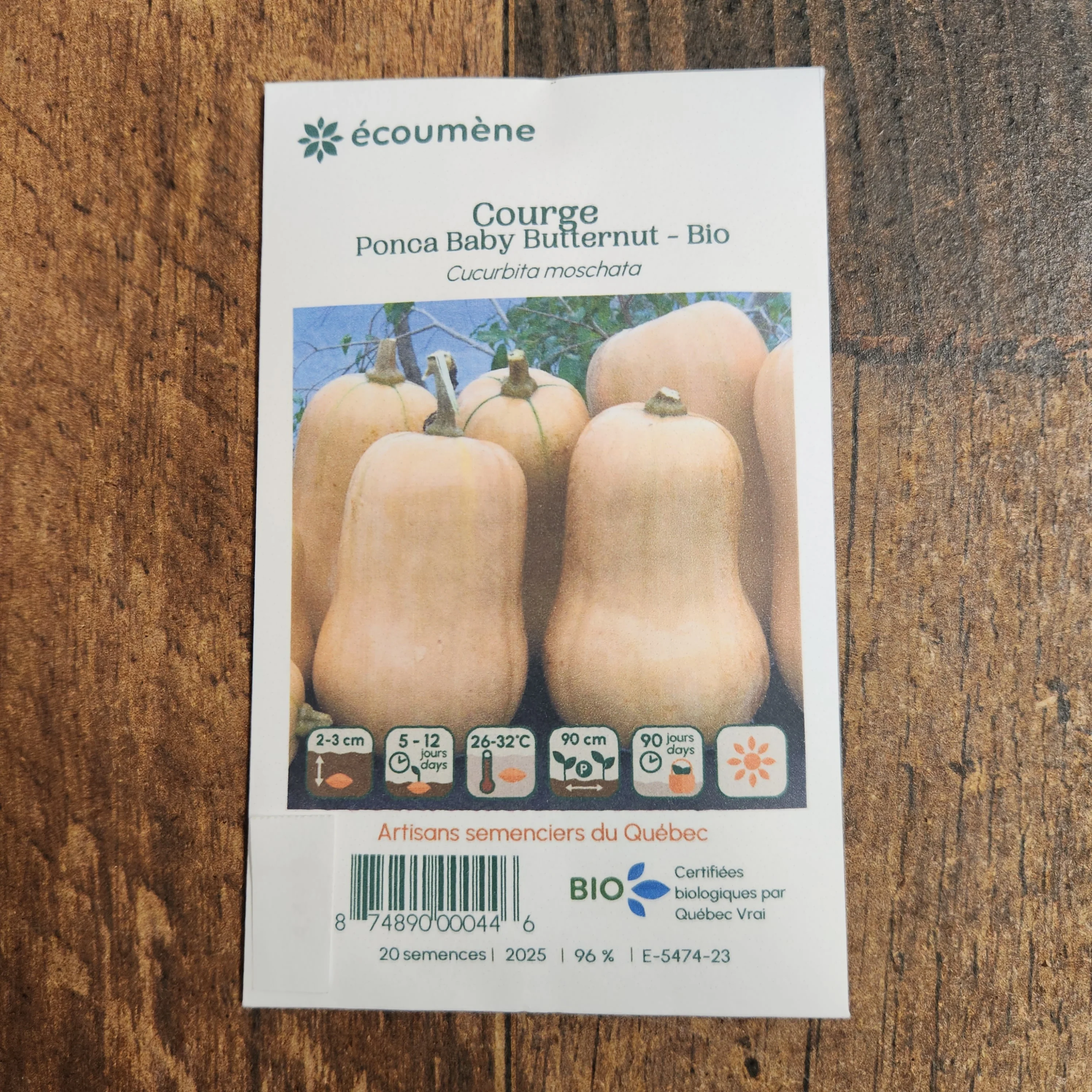 Courge butternut 'Ponca Baby' bio - Image 2