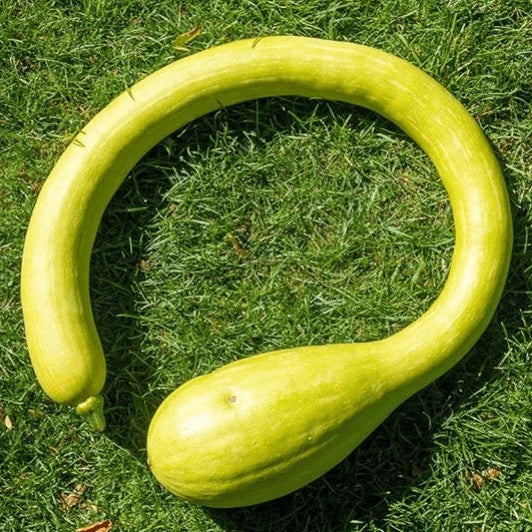 Courge 'Trombonci Rampiante' bio