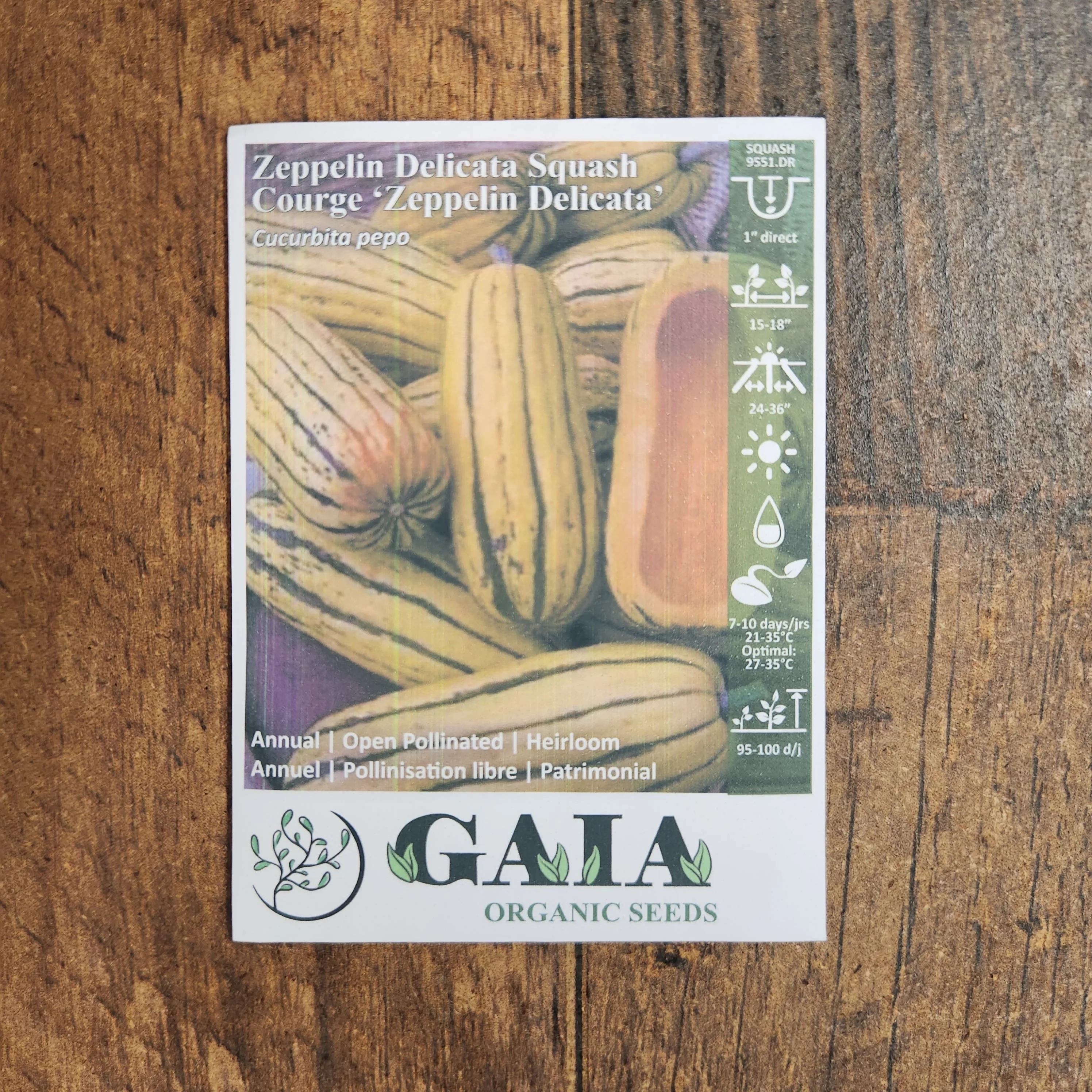 Courge 'Zeppelin Delicata' bio - Image 2