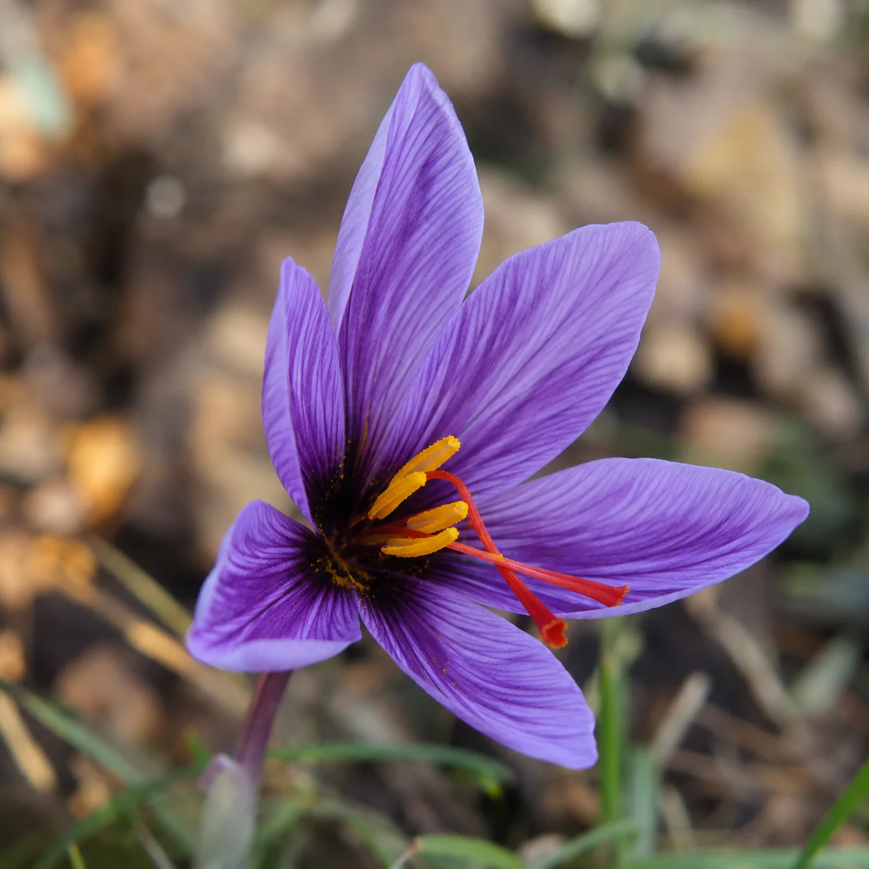 Crocus sativus â Crocus Ă safran - Image 3