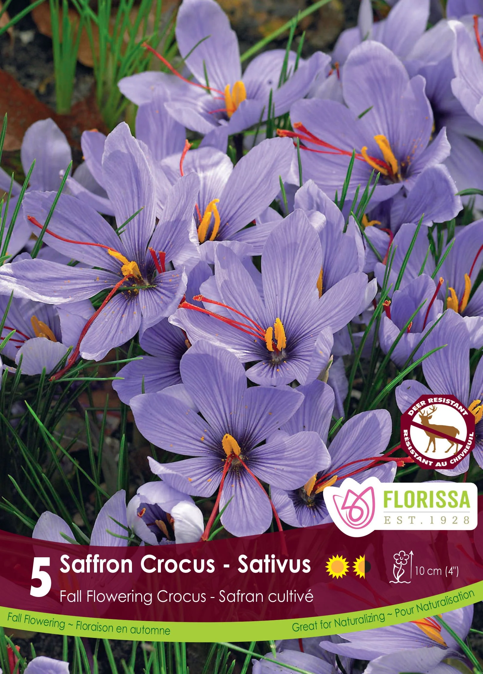 Crocus sativus â Crocus Ă safran - Image 5