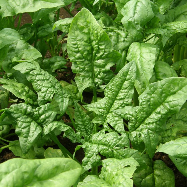 Ăpinard 'Giant Winter' bio