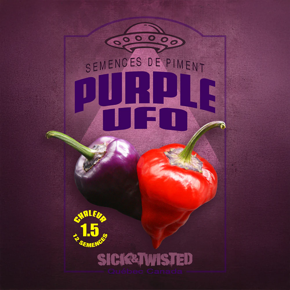 Piment fort 'UFO Purple'
