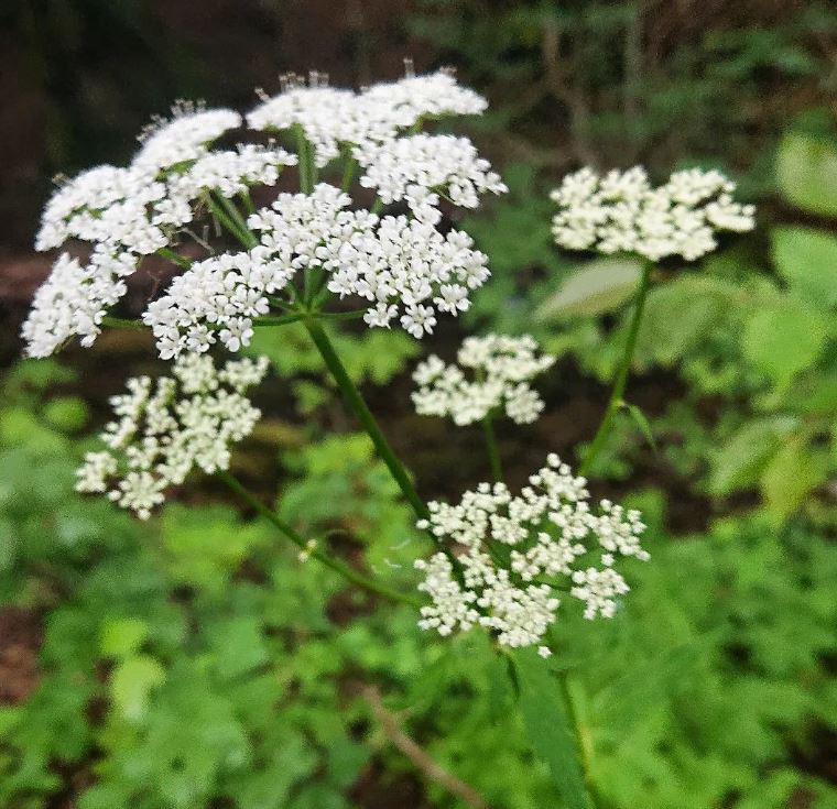 Anis 'Anise' bio