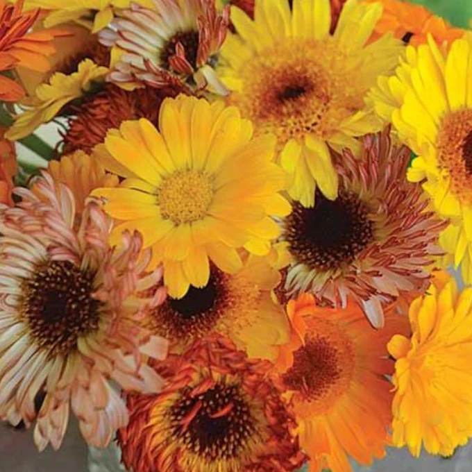 Calendule 'Remembrance' bio