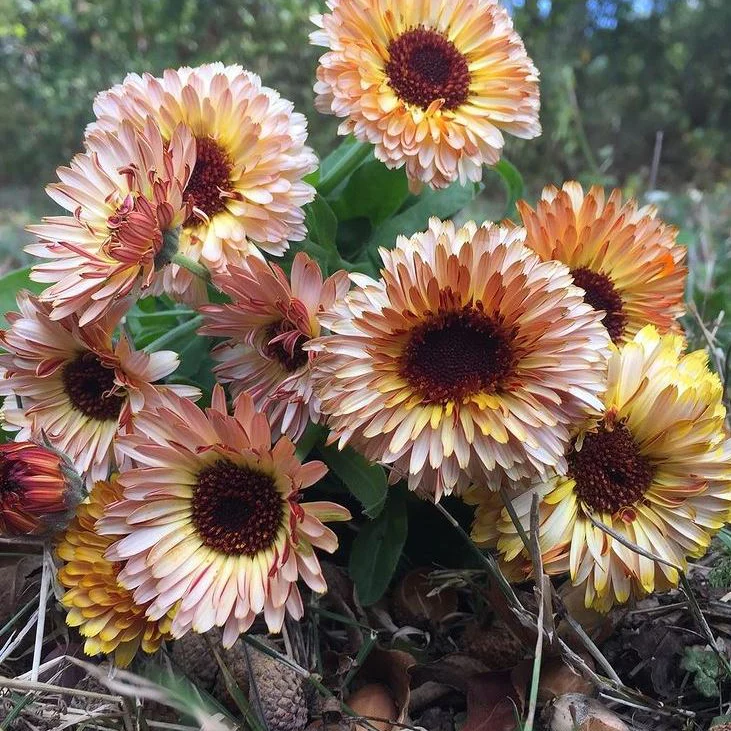 Calendula 'Solar Flashback' bio