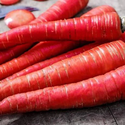 Carotte 'Kyoto Red' bio