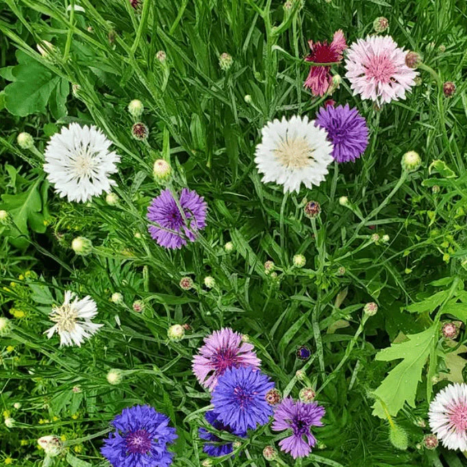 Centaurée mélange de couleurs bio