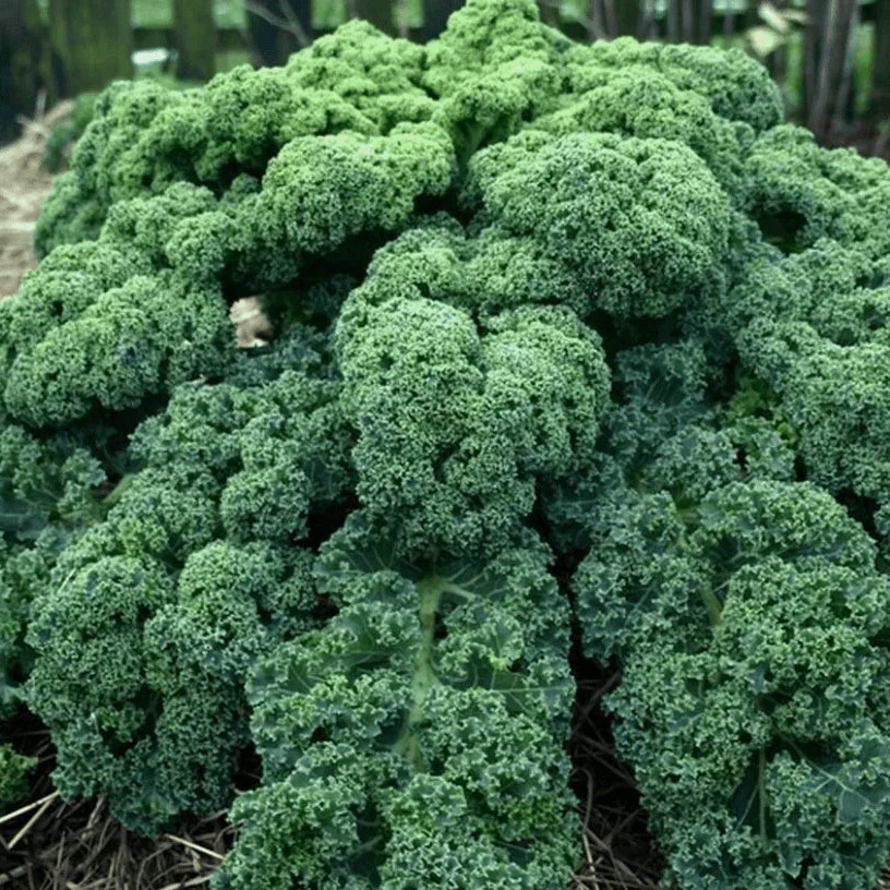 Chou frisé d'hiver 'Westlandse Winter Kale' bio