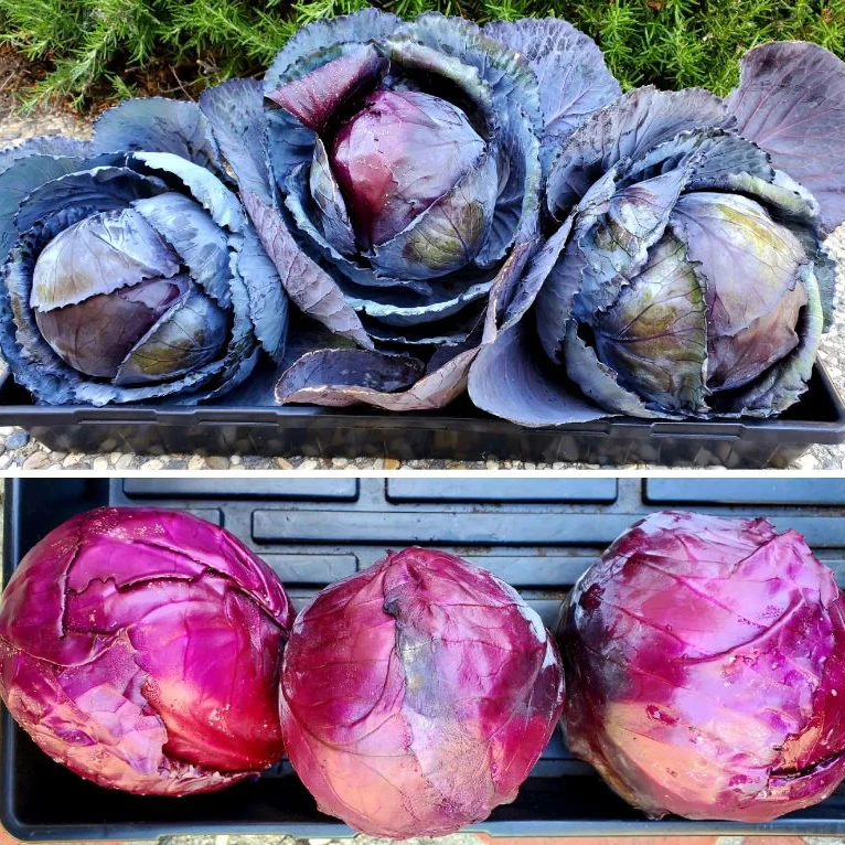 Chou 'Red Acre' bio