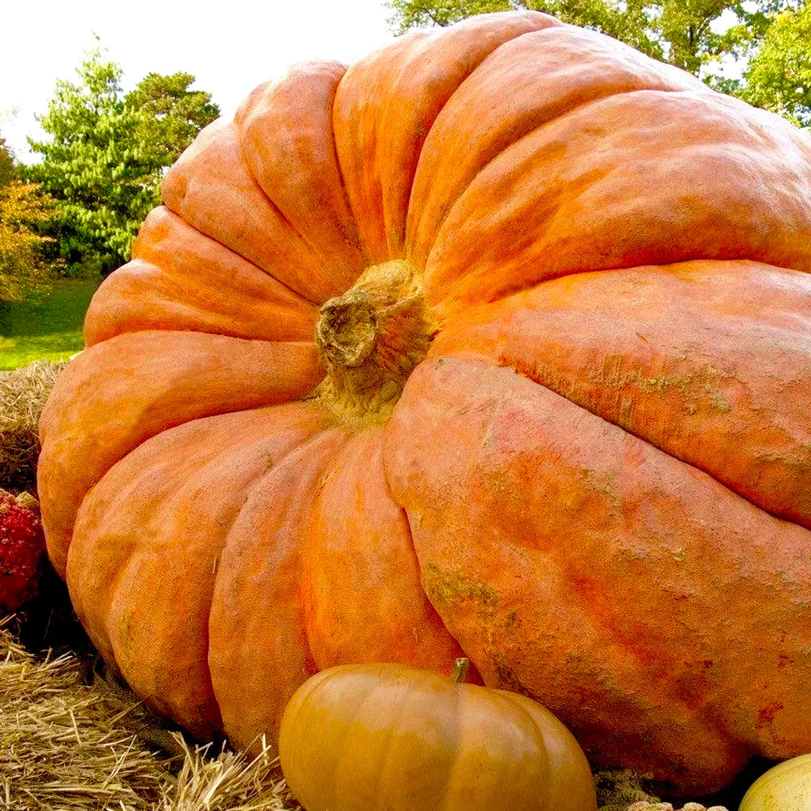 Citrouille 'Dill's Atlantic Giant' bio