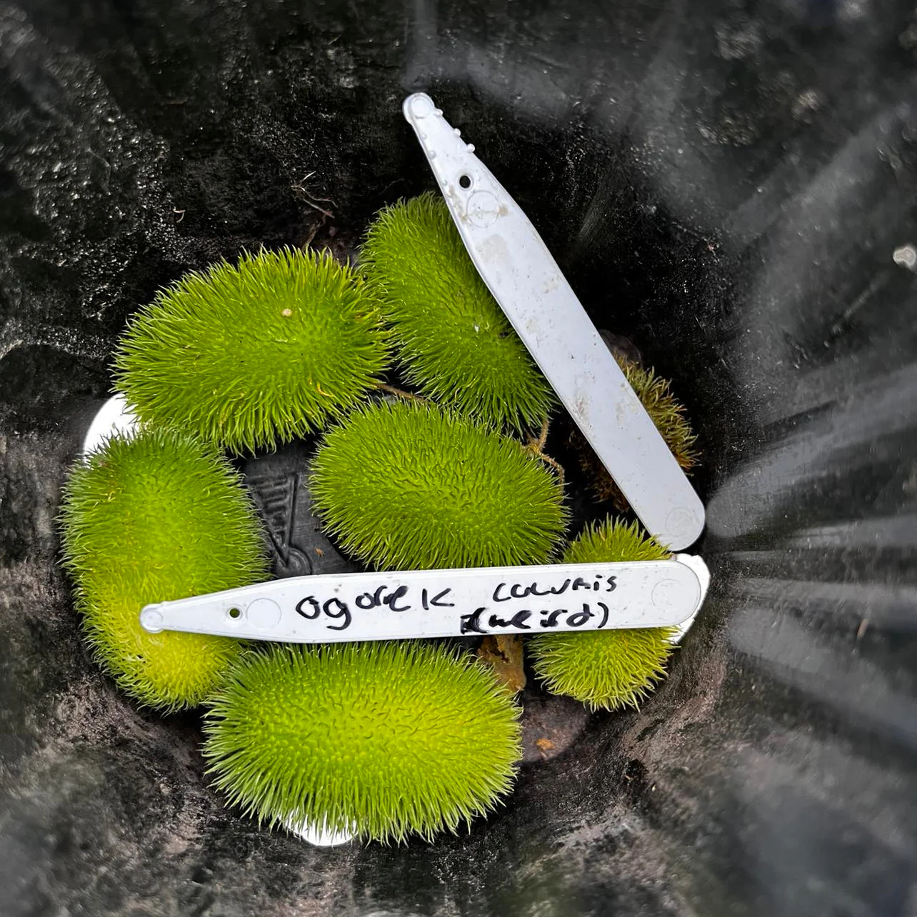 Cornichon 'South African Spiny Cucumber' bio