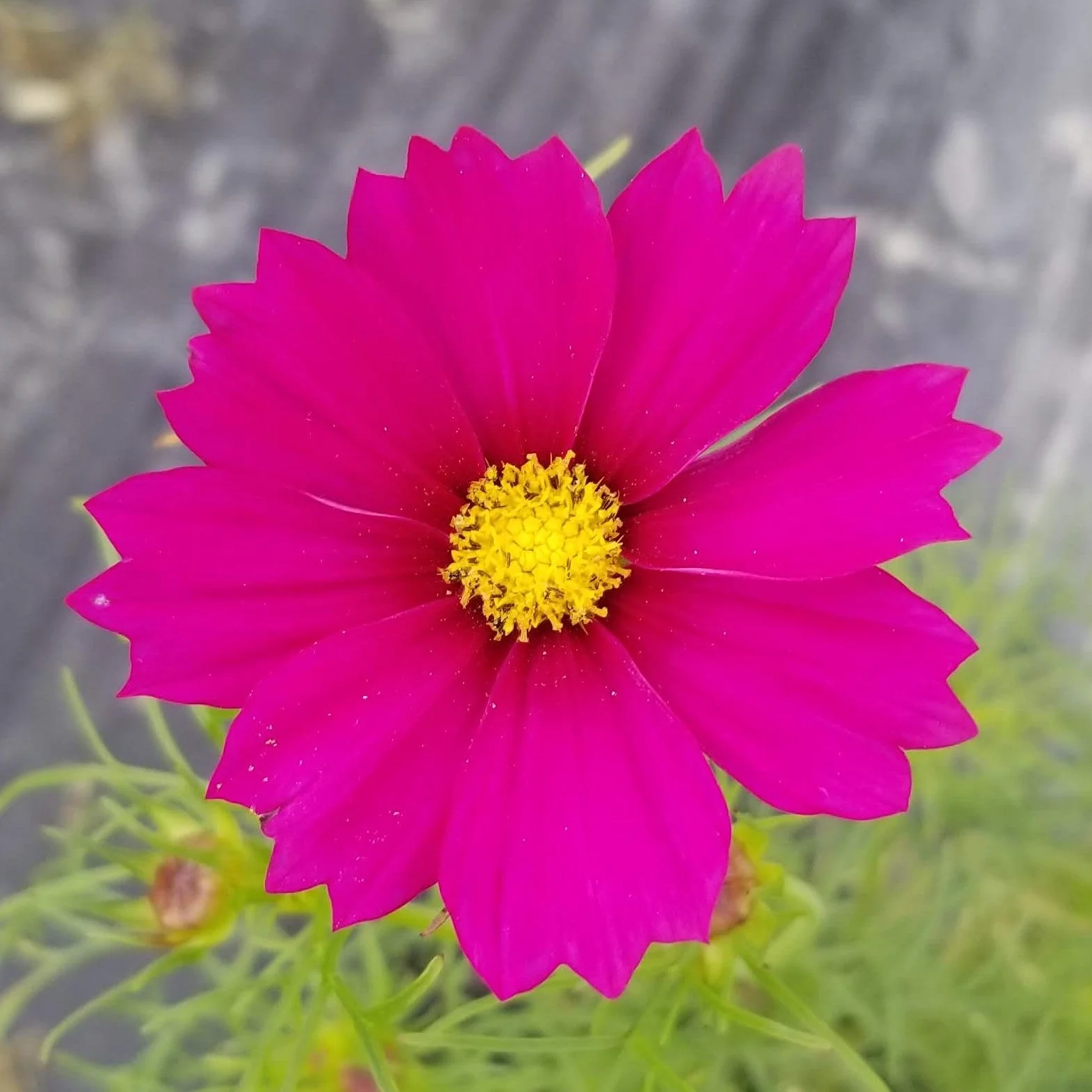 Cosmos 'Cosmos Sensation Mix' bio
