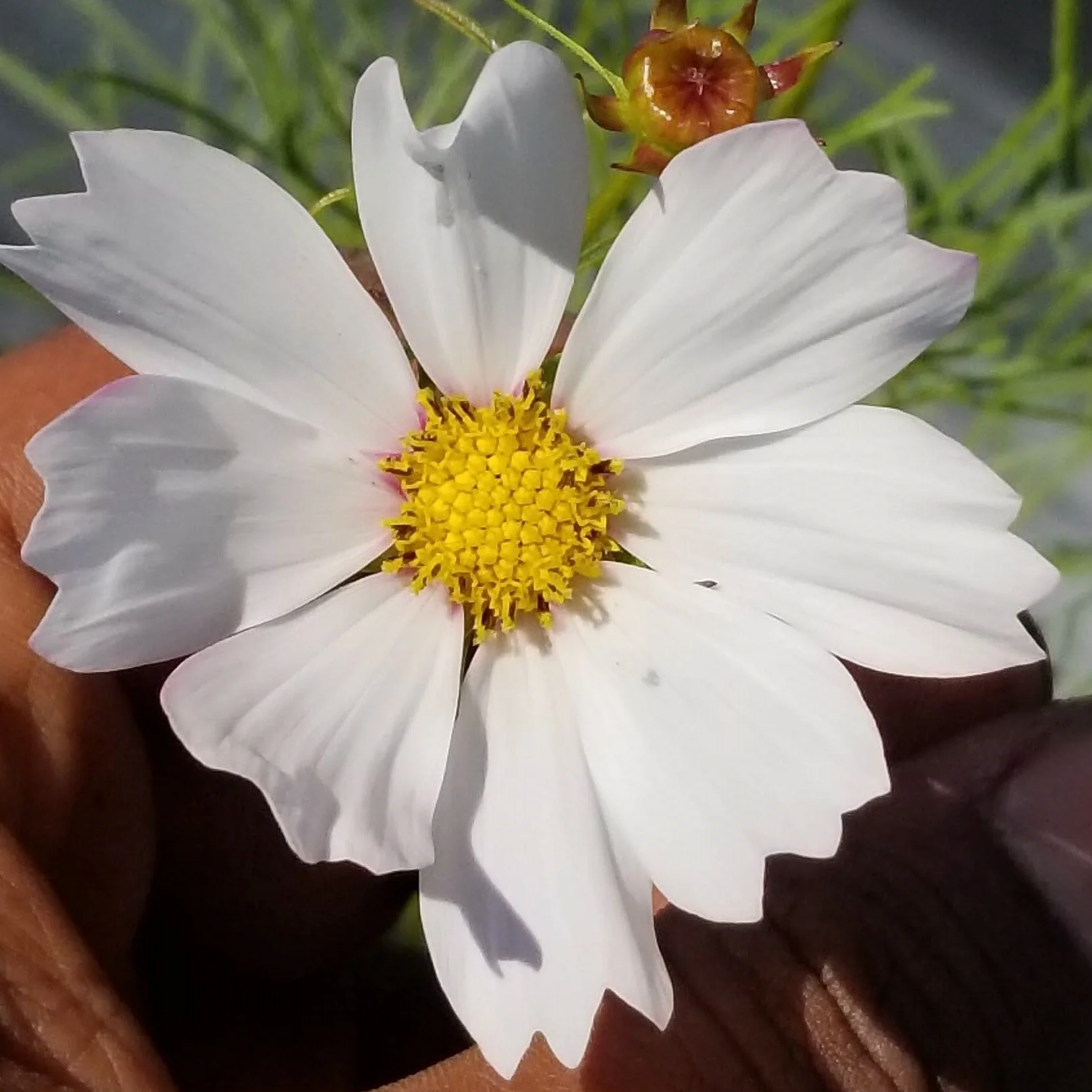 Cosmos 'Cosmos Sensation Mix' bio - Image 2