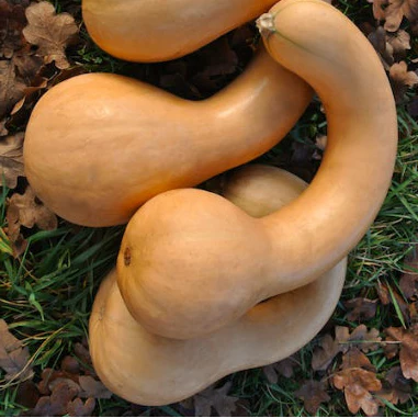 Courge crookneck 'Canada Crookneck' bio