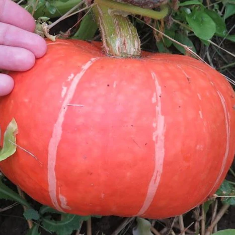 Courge d'hiver 'Sundream Winter Squash' bio