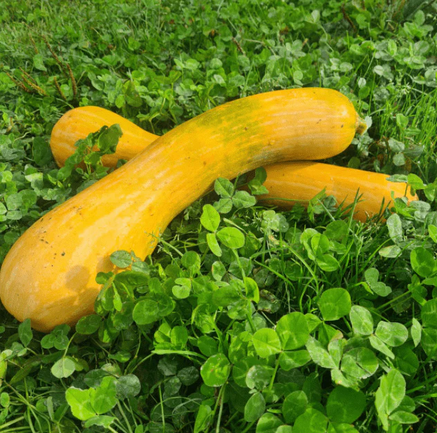 Courge 'Longue de Nice' bio