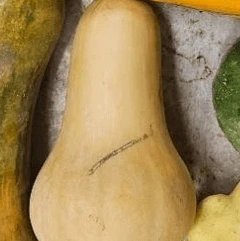 Courge musquée 'One Penny' bio