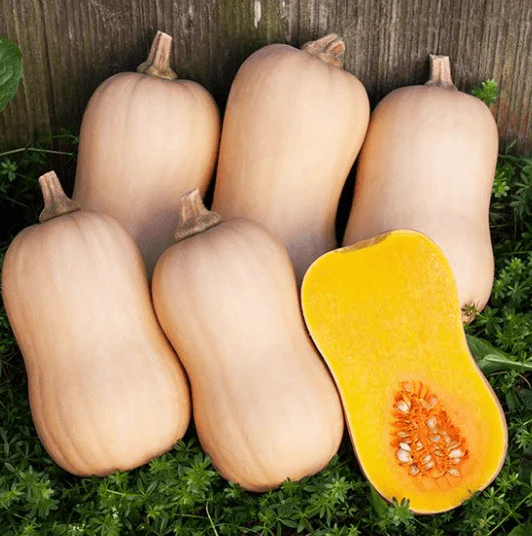 Courge musquée 'Tiana F1 Butternut' bio