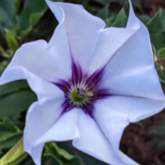 Datura 'Jimson Weed' bio