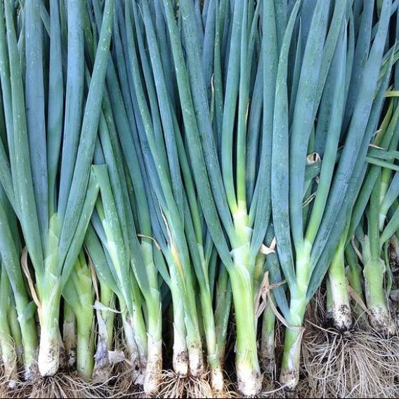 Ăchalote 'Evergreen Hardy White Scallion' bio