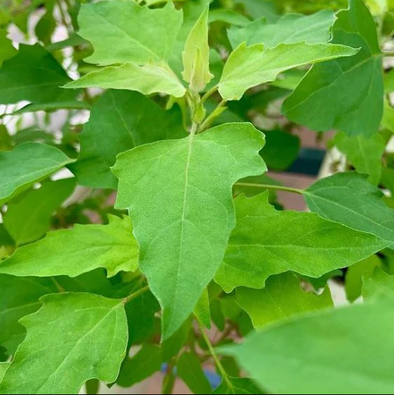 Épinard aztèque 'Huauzontle Red Aztec Spinach' bio