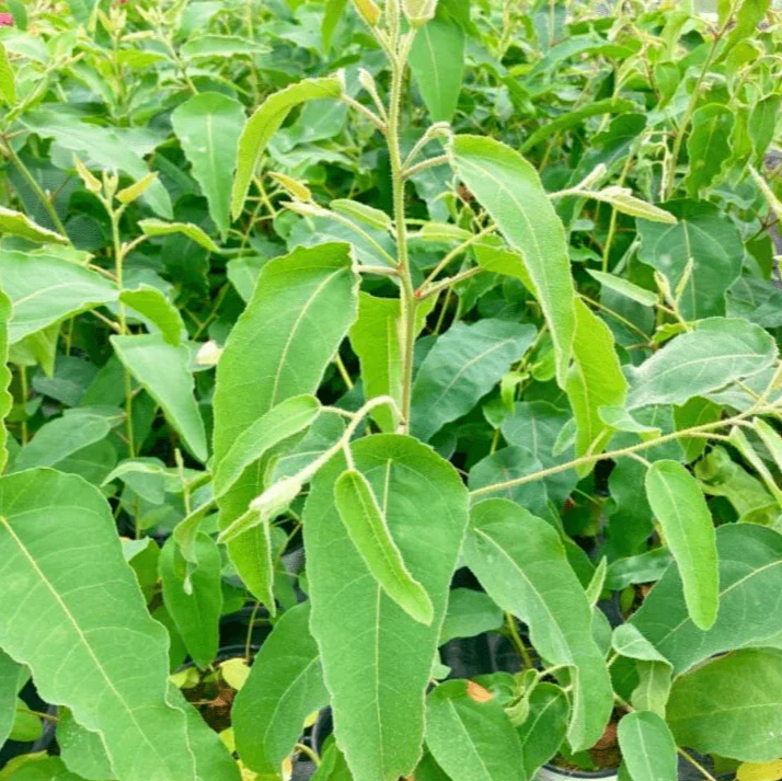 Eucalyptus citronné bio