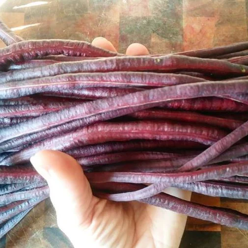 Haricot grimpant 'Red Noodle Yard Long' bio